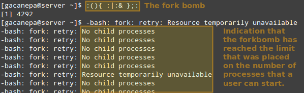 Run Shell Fork Bomb